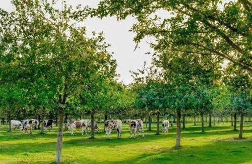 Equemauville Bed & Breakfast | Les gîtes du Mesnil chambre standard