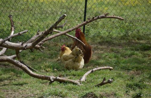 Saint-Ouen-La-Rouerie House | Les jardins des coccinelles