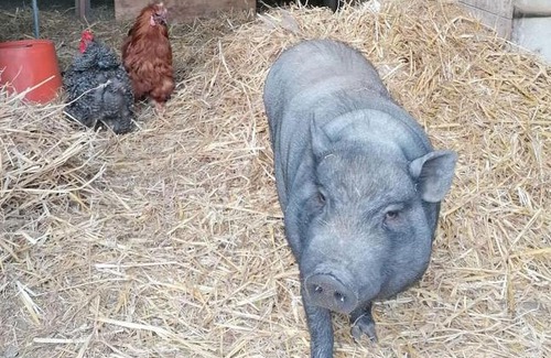 Haut-Bois Apartment | Les tipis d'Adri sur RB&B