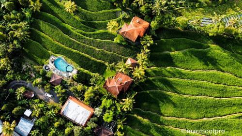 Munduk Hotel | Lesong Hotel and Restaurant