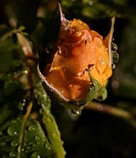 Blainville-sur-Mer Bed & Breakfast | lesroses1680