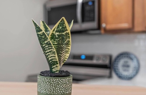 East Tampa House | Little Dream - minutes to everything in Tampa