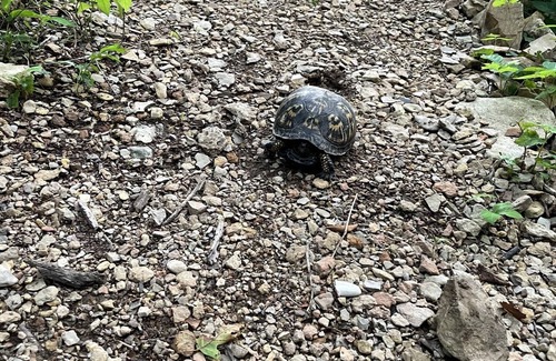 Kedron Cabin | Little Off Grid Cabin! Close to Downtown Leipers Fork!
