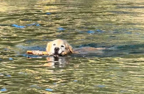 Sunnyside Cottage | Little Rock Cabin Tahoe City- Hot Tub, Pet Friendly, 1/2 mile walk to Lake Tahoe