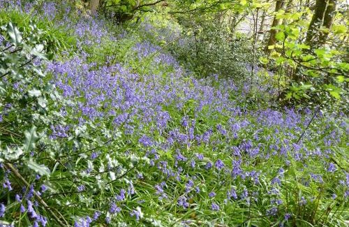 Fishguard House | Llysyfelin