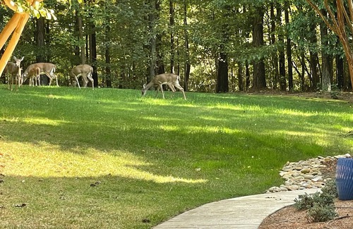 Mayhew House | Loft in the Trees, Resort style outdoor pool/hot tub, washer/dryer pet friendly