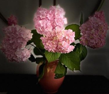 Hoxton West Apartment | Lombok Apartment near Old Street,Islington,Angel