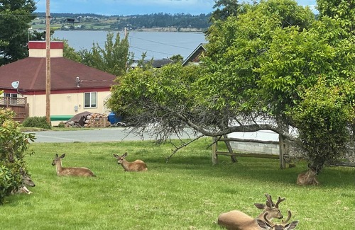 Coupeville Cottage | LoveJoy Cottage in quaint historic Coupeville. views of Penn Cove - Pet friendly