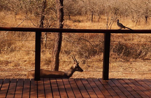 Marloth Park Villa | Luxe Afrikaanse bushvilla met verwarmd zwembad (grenst aan zuiden Krugerpark)