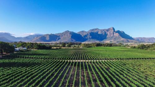 Cape Winelands House | Lynx Wine Estate