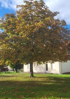 Xonrupt-Longemer Apartment | Magnifique appartement le marronnier