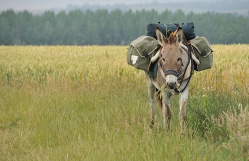 Mulsanne House | Maison à la Campagne "des Anes et des Fleurs"