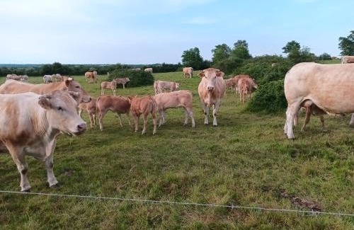 Chambretaud House | Maison 6-8 personnes à 12km du Puy du Fou