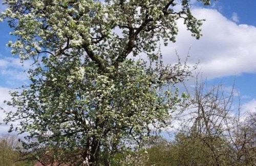 Champsecret House | Maison ancienne avec jardin clos, animaux acceptés, près de la forêt - FR-1-497-15