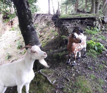 Plougonven House | Maison dans un environnement boisé très calme