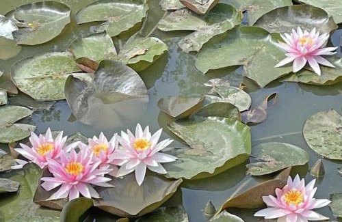 Sarceaux House | Maison de campagne à Sarceaux - Animaux admis, Wifi - FR-1-497-131