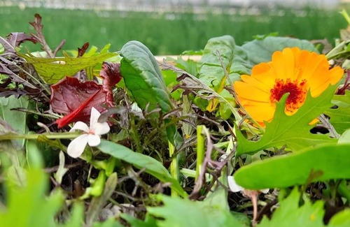 Montbron House | Maison de campagne, bulle de verdure