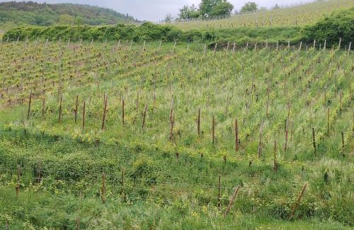 Riquewihr Apartment | Maison Rebleuthof Sauna & Fitness