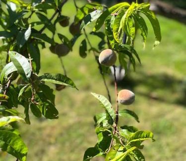 Sance Apartment | Maisonnette au calme, grand jardin privatif, accueil vélos et motos