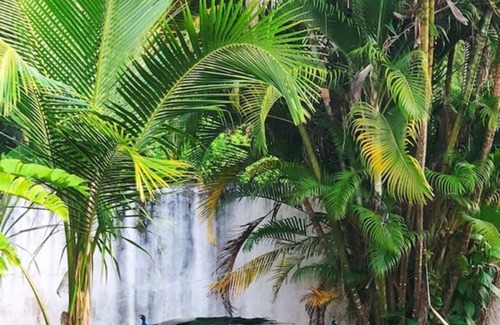 Hettimulla House | Malethi House is 150 metres from the beach, and is often visited by peacocks.