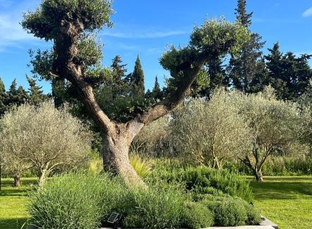 Noves House | Mas de Nonin St Rémy de Provence