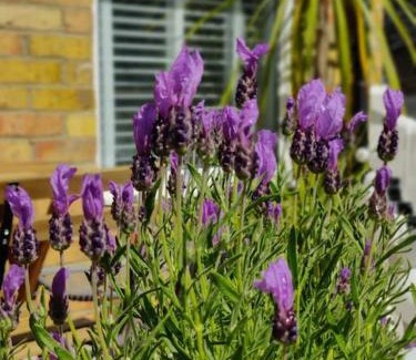 New Forest District Apartment | May Cottage - Heart of Vibrant Village & 10 mins Walk to Beach