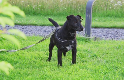 Whitchurch Cottage | MEADOWSWEET, pet friendly, with a garden in Malpas