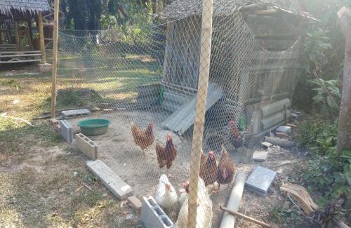 Krabi House | Meechok organic home
