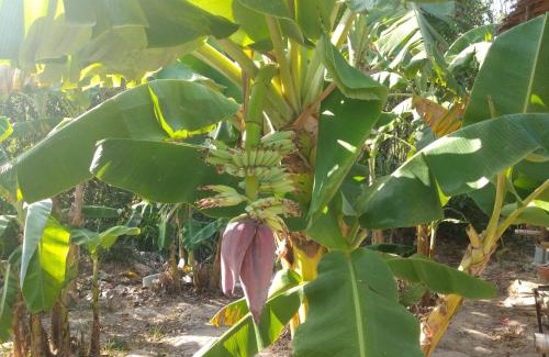 Krabi House | Meechok organic home
