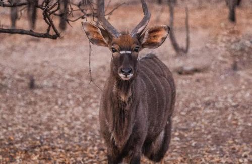 Hammanskraal Cabin | Minara Private Boutique Game Lodge