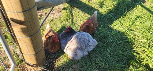 Otorohanga House | Misty Valley Hilltop Farmstay
