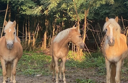 Rosoy-en-Multien House | Mobil-home, Niché au Cœur de la Campagne