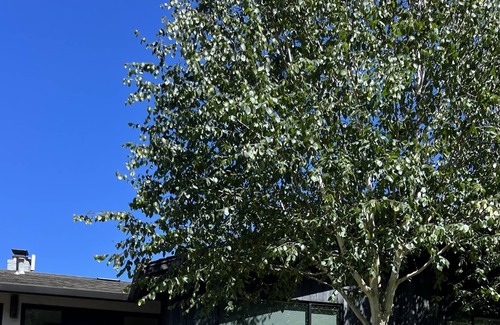 Tiburon House | Modern home w/massive yard + firepit! Neighborhood beach, dock, and sport court!