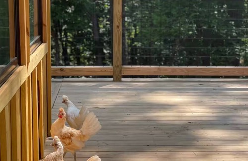 Braswell Cabin | Modern, woodsy 2-bedroom cabin for pet-friendly, family-friendly, cozy getaways