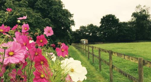 Trudoxhill House | Mollies Hut