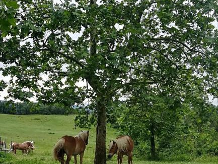 Marzabotto Bed & Breakfast | Monte Termine Country House