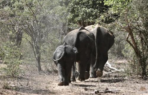 Yodakandiya House | Mount view Safari Lodge - Yala