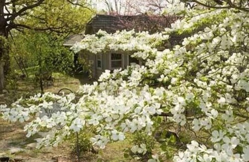 Eureka Springs Cottage | Mountain Side Eureka Springs Cottage on 20 Amazing Acres just minutes from Lake