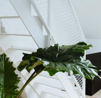 South Antwerp Bed & Breakfast | Musa Antwerp