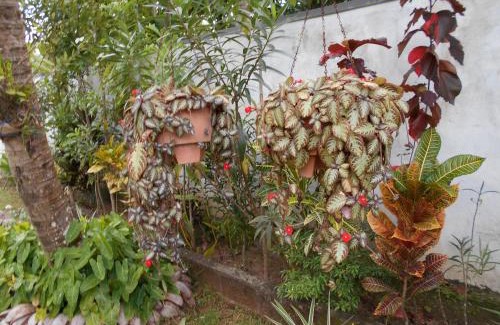 Hettimulla House | Nadee Villa 7