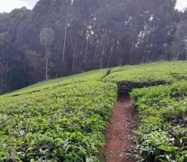 Chuka House | Nancy's Farm House