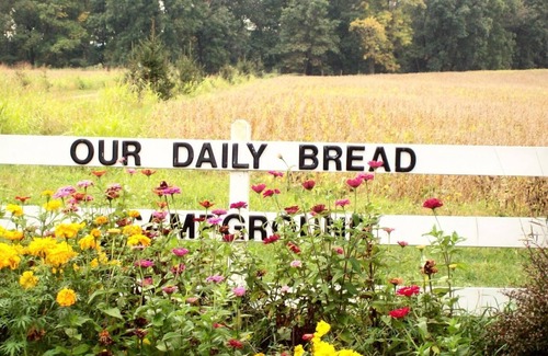 Marcellus Cabin | Nature lover's paradise! Just peace, solitude, tranquility, birds & the trees!