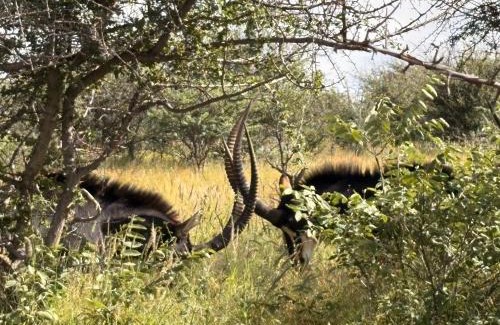 Otjiwarongo Cabin | Ndefu Self Catering Accommodation