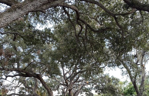 Gulfport House | NEW Garden Lovers Peaceful Oasis - 5 min to Downtown Gulfport!
