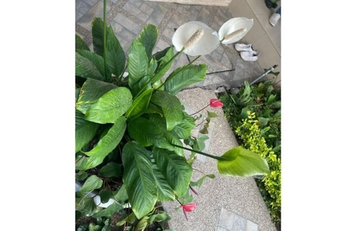 Zona 17 Apartment | Nice apartment in front of Kennedy Park