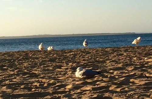 Cowes Apartment | Ocean Veiw Beach Front