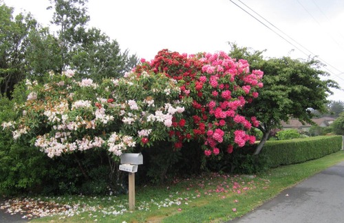 Brookings House | Oceanfront home, private beach staircase; Family & Pet Friendly. Low Rates!