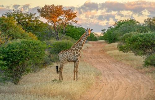 Kamanjab Cabin | Ohorongo Safari Lodge