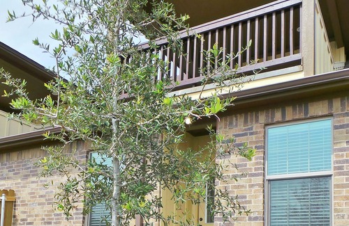 Wellborn House | Ol' Army Retreat ~ Aggieland Vacation Rentals