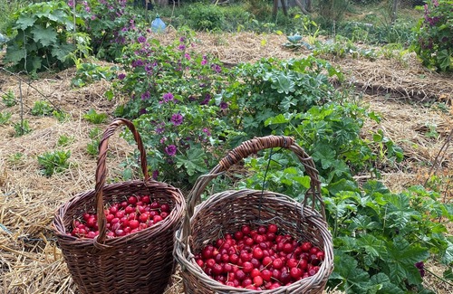 Etrigny Apartment | Old house in a shady courtyard. Right next to hiking trails.